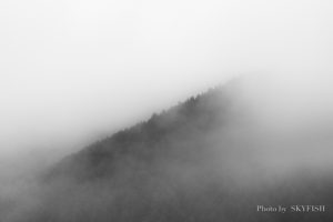 ドローンで空撮した霧の森